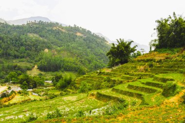 Sapa, Vietnam 'da yeşil pirinç terasları
