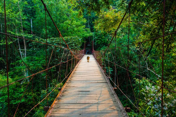 Ein Hund Der Auf Einer Hängebrücke Den Wäldern Von Sapa — Stockfoto