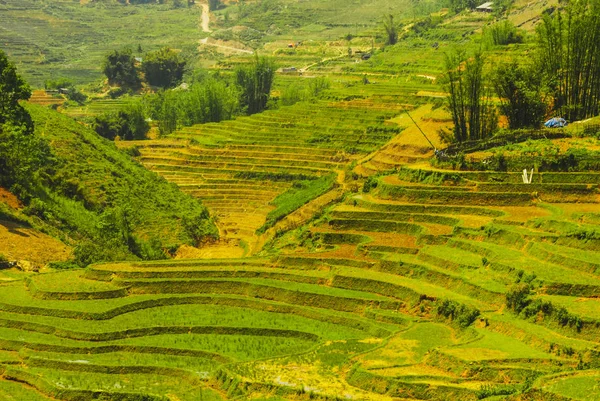 Hermosas Terrazas Arroz Verde Sapa Vietnam —  Fotos de Stock