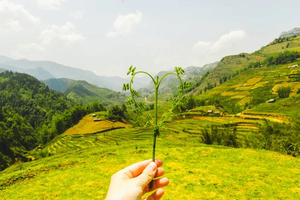 A hand holding green plant heart in Sapa valley with rice terraces, Vietnam