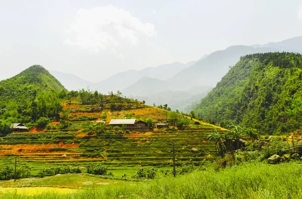 Terrasses Riz Sapa Vietnam — Photo