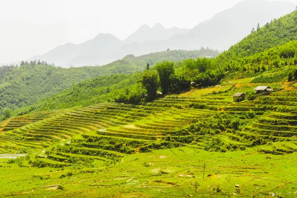 Magnifiques Rizières Terrasses Vertes Sapa Vietnam — Photo