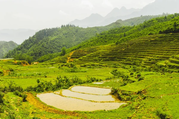 Die Landschaft Der Schönen Grünen Reisterrassen Sapa Vietnam — Stockfoto