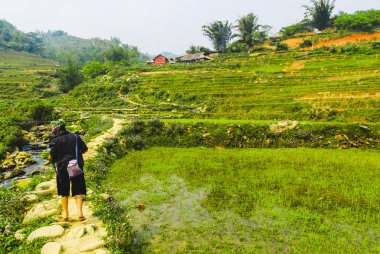 Sapa, Vietnam yakınlarındaki Ma Cha köyünde pirinç teraslarında yürüyen Hmong çiftçileri. 