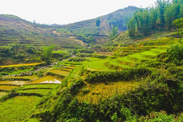 Terrazas Verdes Arroz Por Cha Hmong Pueblo Sapa Vietnam — Foto de Stock