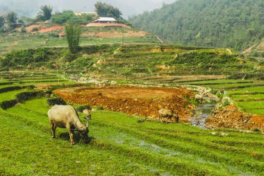 Sapa, Vietnam yakınlarındaki Ma Cha köyünde bir sığır otluyor.