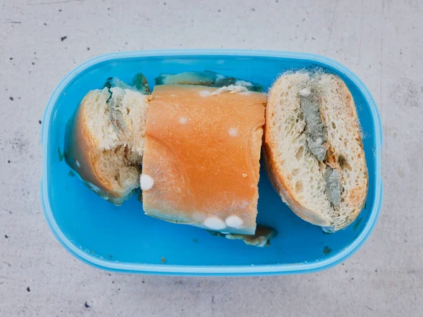 Moldy edible spoiled food. Bread with mold in a blue tupperware on a gray background. Close-up top view.