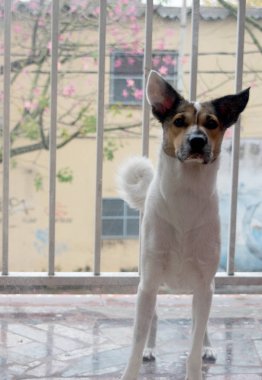 Küçük köpek kameraya bakıyor.