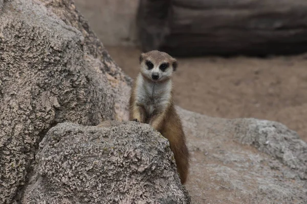 Pequeno Meerkat Alerta — Fotografia de Stock