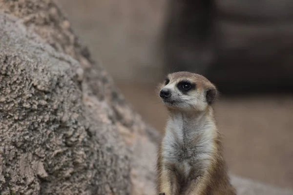 Pequeno Meerkat Alerta — Fotografia de Stock