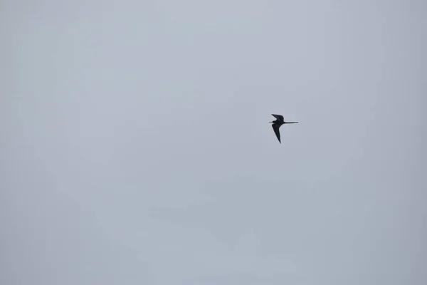 Pájaro Libre Volando Cielo Nublado —  Fotos de Stock