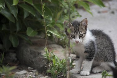 Pequeo gato oculto tras las plantas