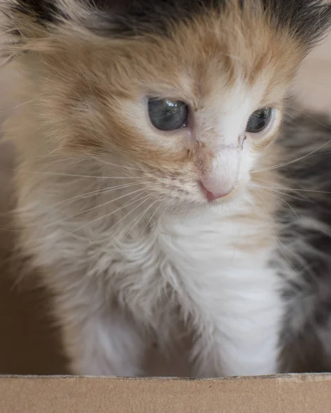 Mini Minnacık Kedi Yavru Kedi — Stok fotoğraf