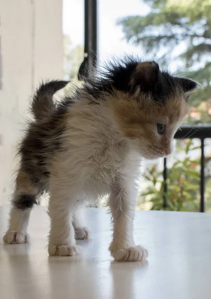 Küçük Tekir Kedi Yürüyor — Stok fotoğraf