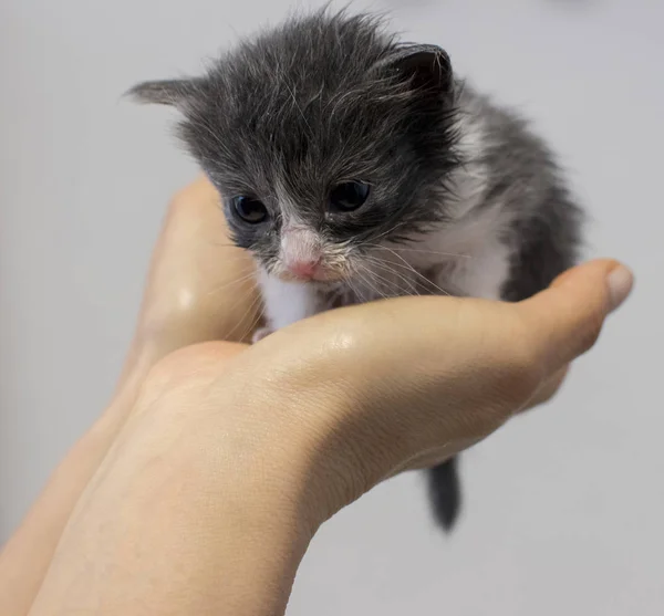 Pequeño Gato Bebé Felino —  Fotos de Stock