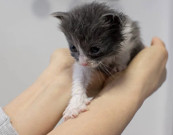 Küçük Yavru Kedi Kedi — Stok fotoğraf