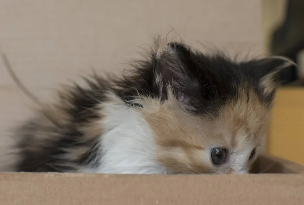 Pequeño Gato Tabby Una Caja —  Fotos de Stock