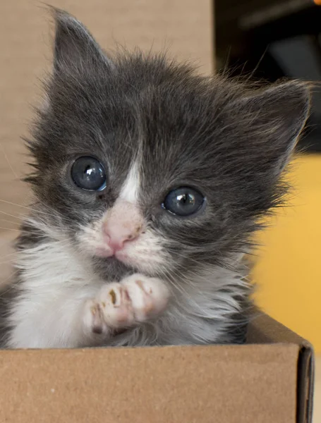 かなり小さな猫 赤ちゃん猫 — ストック写真