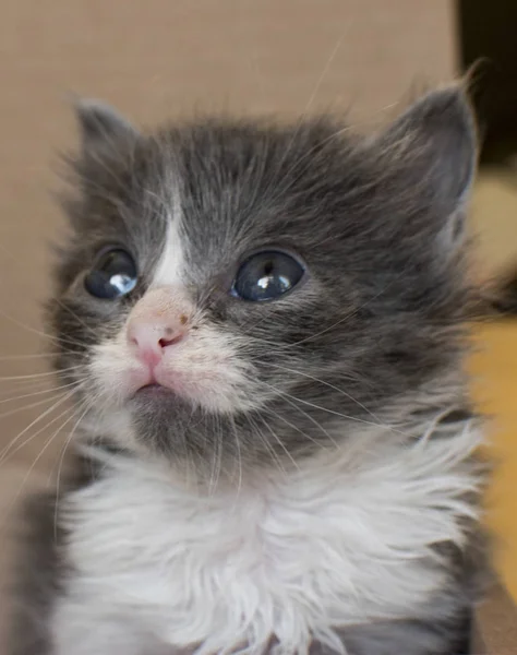 かなり小さな猫 赤ちゃん猫 — ストック写真