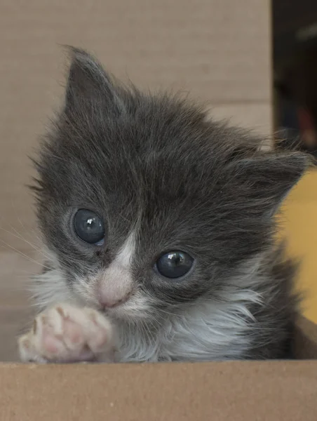 Милая Маленькая Серая Кошка — стоковое фото