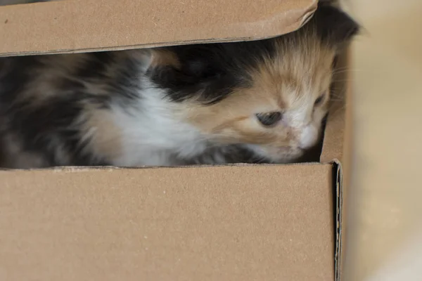 箱の中の小さな猫 — ストック写真