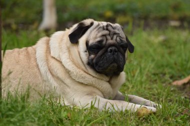 Dinlenen bir köpeğin portresi. Fransız bulldog