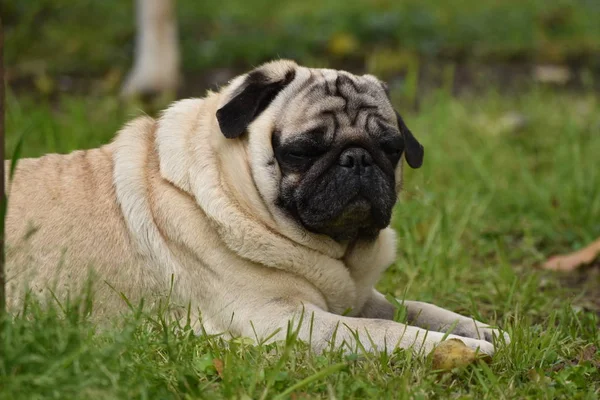 Портрет Собаки Отдыхающей Французский Бульдог — стоковое фото