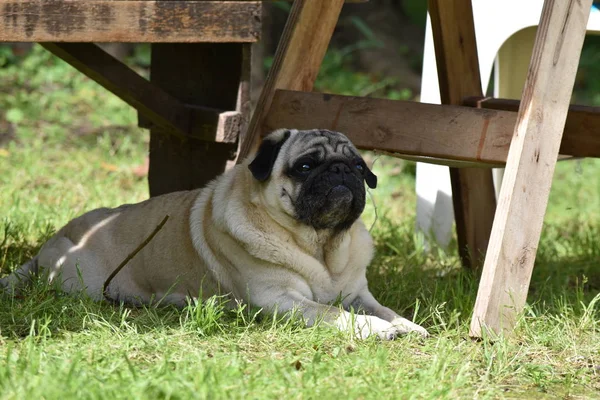 Dinlenen Bir Köpeğin Portresi Fransız Bulldog — Stok fotoğraf