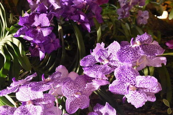 Foto Close Uma Orquídea Violeta — Fotografia de Stock