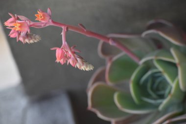 Sulu pembe bir çiçek