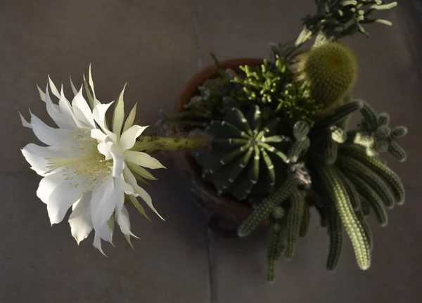 仙人掌的白色大花 — 图库照片
