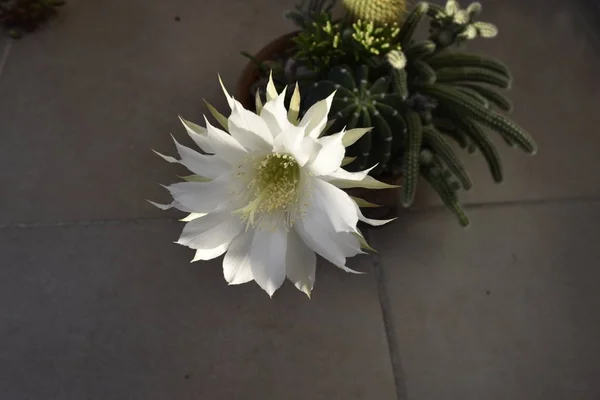 Flor Blanca Grande Cactus —  Fotos de Stock