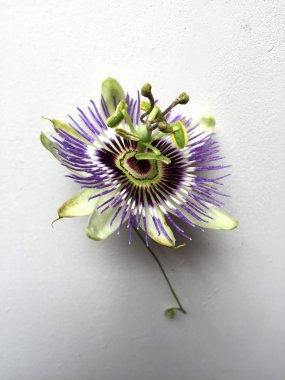 Mburucuya bitkisinin güzel çiçeği