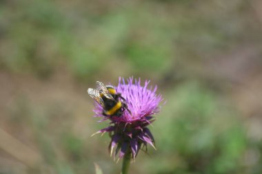 Bir devedikeni pembe çiçeklerine yakın çekim. Arılar