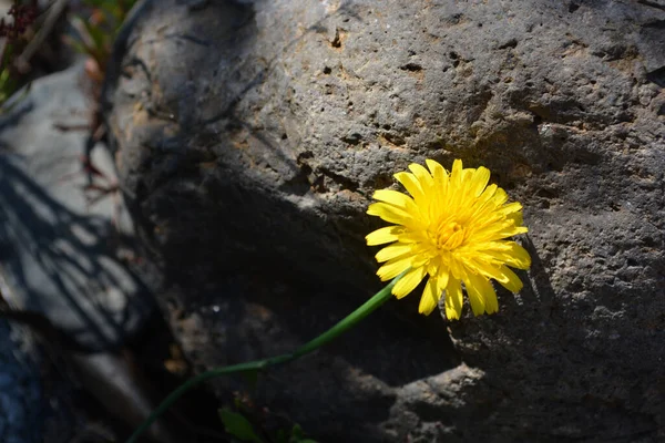 Gros Plan Pissenlit Jaune — Photo