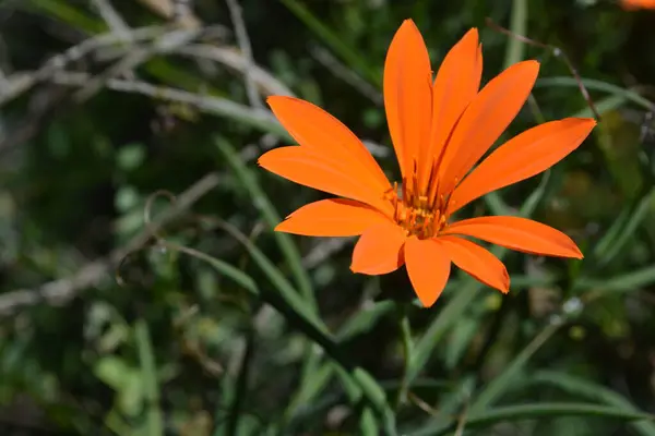 Krásná Oranžová Sedmikráska Zavřít Květiny — Stock fotografie