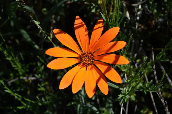 Hermosa Margarita Naranja Cierra Las Flores —  Fotos de Stock