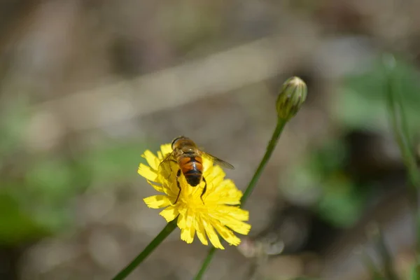 Nahaufnahme Der Gelben Löwenzahnblüte — Stockfoto