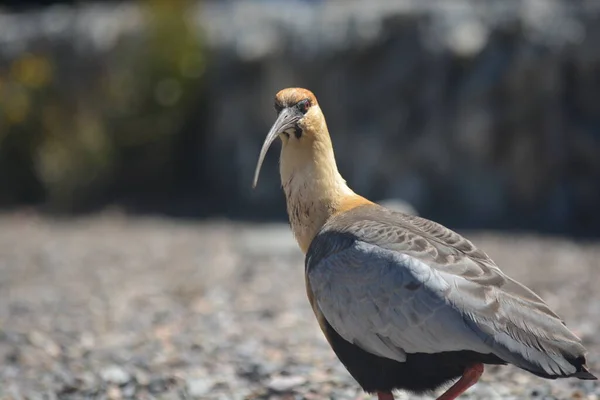 Bandurria Austral Adında Bir Kuş Theristicus Melanopis — Stok fotoğraf