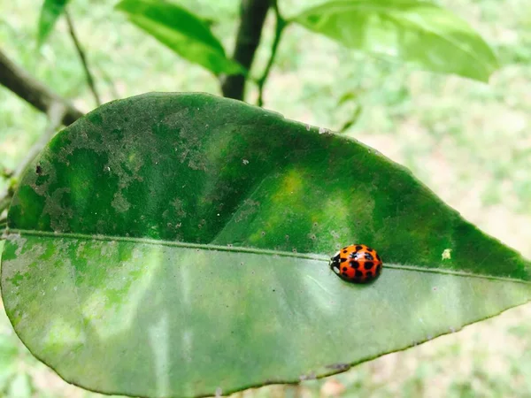 Mariquita Una Hoja —  Fotos de Stock