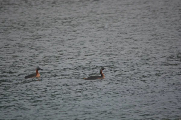 Anatre Che Nuotano Sul Lago — Foto Stock