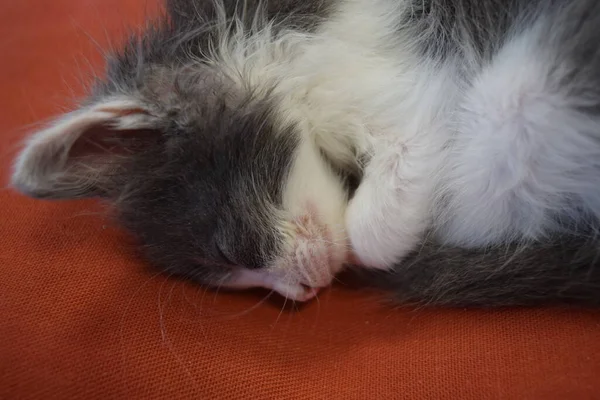 小灰猫躺在红枕头上 — 图库照片