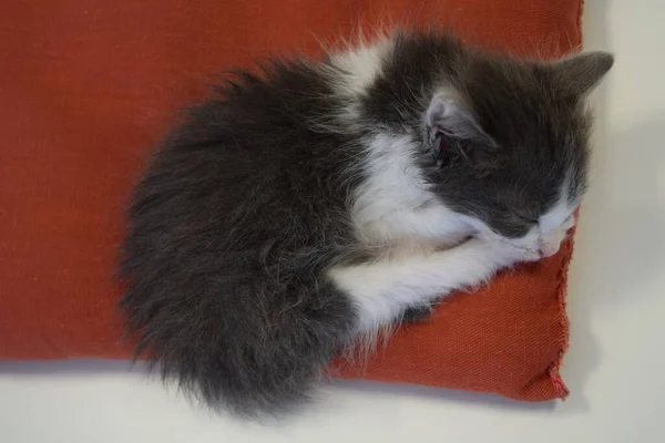 Маленький Серый Кот Красной Подушке — стоковое фото
