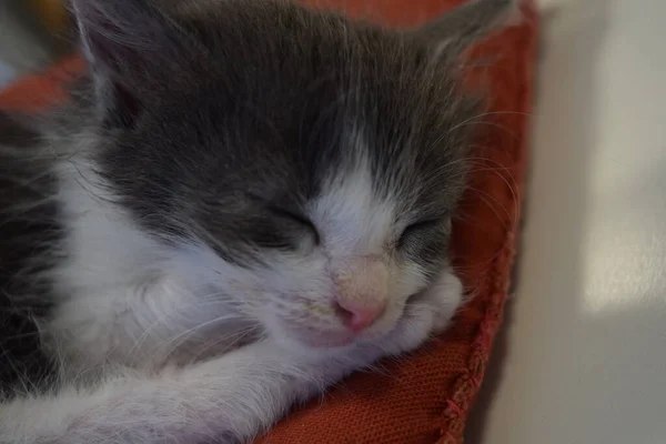 Pequeño Gato Gris Almohada Roja —  Fotos de Stock