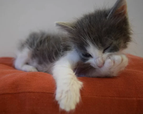 Pequeño Gato Gris Almohada Roja —  Fotos de Stock