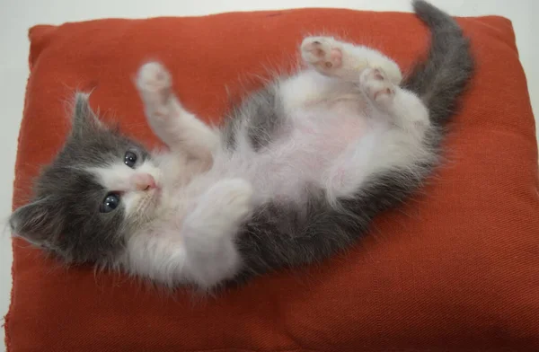 赤い枕の上の小さな灰色の猫 — ストック写真