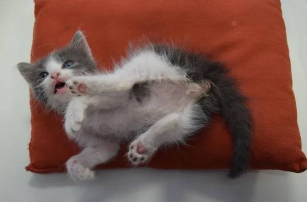 Pequeño Gato Gris Almohada Roja —  Fotos de Stock