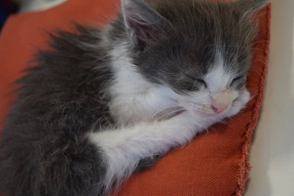 Küçük Gri Kedi Uyuyor — Stok fotoğraf