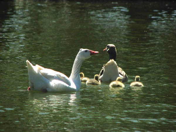 Portrait Ducks Lake — Stock Photo, Image