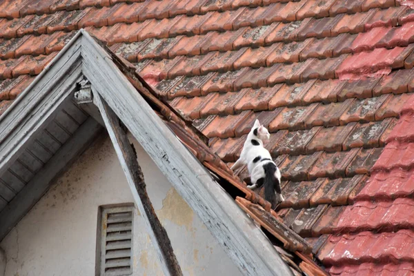 White Cat Roof Royalty Free Stock Photos